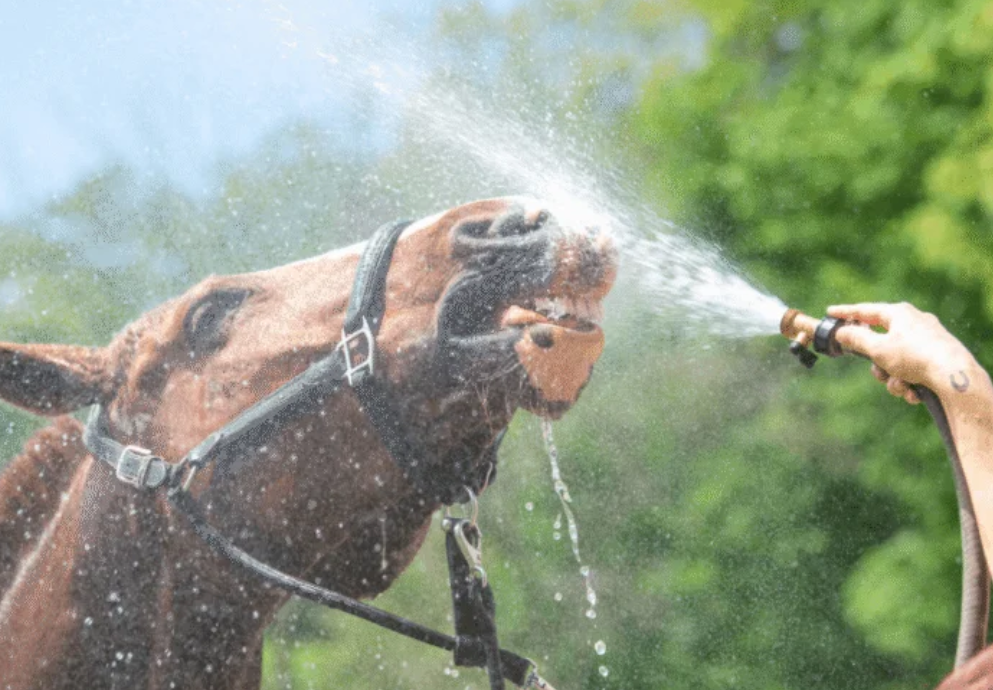 cplemaire || cplemaire couplé du jour || cplemaire la voyeuse || cplemaire 18 || cplemaire pmu || cplemaire turf